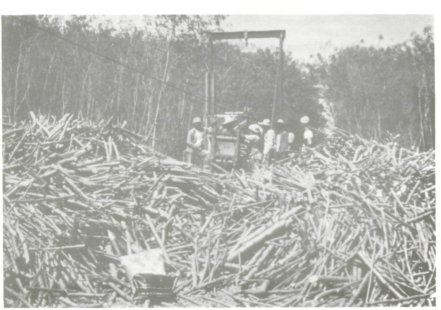 11_Leucaena a multipurpose tree for agroforestry